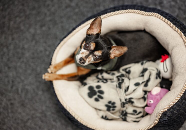 Unser Chihuahua Lio, seit 10 Jahren aktives Teammitglied